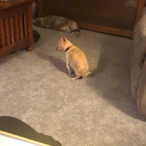 Meet your Posher, Christine